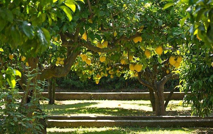 Giardino Casa Mariantonia