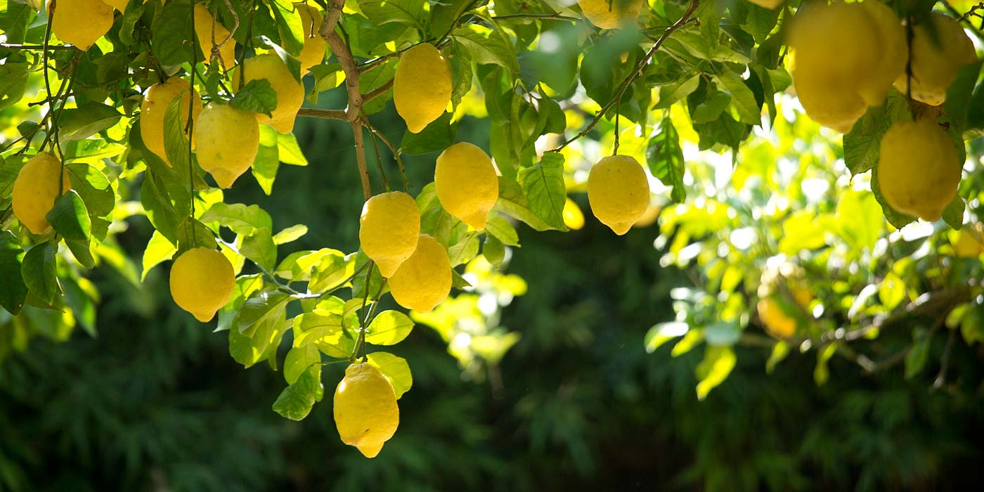 Il Giardino di Casa Mariantonia